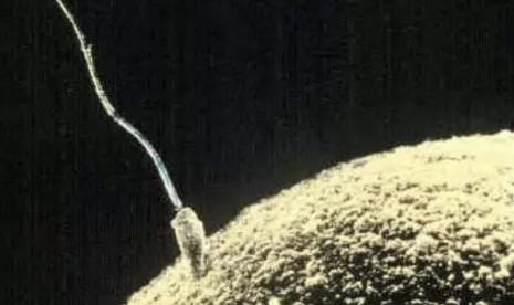 Sperm (illustration)