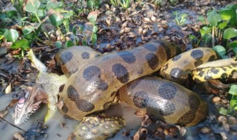 Spesies baru anaconda hijau utara (Eunectes akayima) di hutan Amazon. 