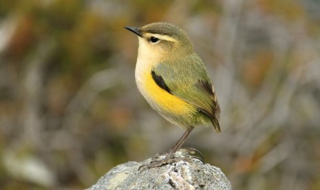 Spesies burung penyanyi khas Selandia Baru, Rock Wren.