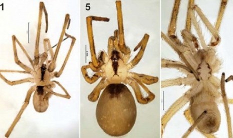 spesies laba-laba yang ditemukan di Iran.