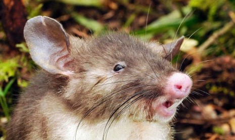 Spesies tikus berhidung mirip babi ditemukan di hutan Sulawesi.