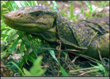 Spesies baru kadal raksasa ditemukan di hutan-hutan di Filipian utara.