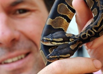 Stefan Broghammer memperlihatkan ular phyton-nya yang berkepala dua.