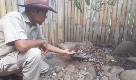 Steve Ewon, pawang ular asal Cisarua, Kabupaten Bandung Barat tengah menunjukan beberapa ular sanca kembang yang berada di pojok reptil yang dikelolanya. Pojok reptil menjadi tempat edukasi tentang mengenal ular, Selasa (25/6).