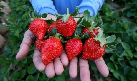 Strawberry, salah satu buah dengan kandungan vitamin C yang lebih tinggi dari jeruk.