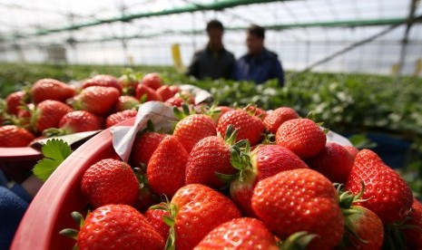 Lahan gersang di Gunung Kidul, Yogyakarta, disulap menjadi kebun buah untuk wisata (Foto: ilustrasi kebun stroberi)