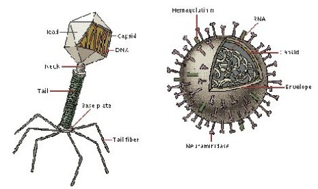 Struktur virus (ilustrasi)