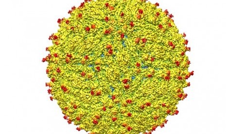 Struktur virus zika.