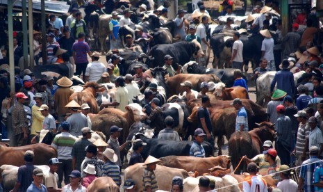 Suasana aktivitas jual beli sapi lokal di Pasar Hewan Ambarawa, Kabupaten Semarang, Jawa Tengah, Selasa (23/2)