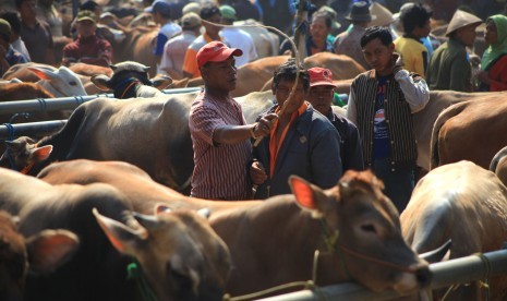 Suasana aktivitas jual beli sapi yang hanya buka pada hari Kliwon (penanggalan Jawa) di Pasar Hewan Bekonang, Sukoharjo,Jawa Tengah, Rabu, (19/8).