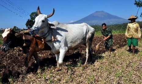 Suasana Desa Ngadimulyo, Kedu, Temanggung, Jateng, Senin (22/6).