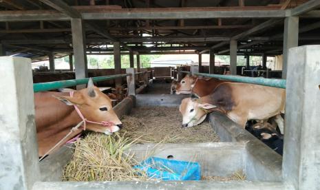 Penjualan Sapi Qurban di Tasikmalaya Menurun. Suasana di lapak penjualan hewan kurban di Kota Tasikmalaya, Kamis (23/7). 