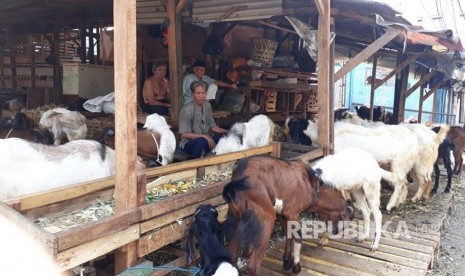 Peternakan kambing milik warga (ilustrasi) 