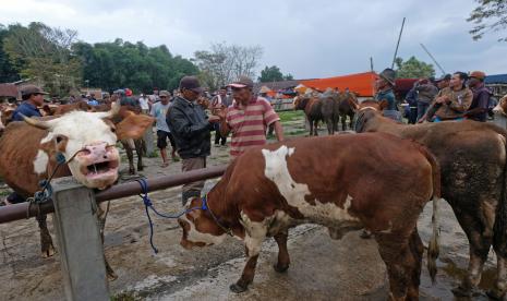 Suasana jual beli hewan ternak di Pasar Hewan Ngadirejo, Temanggung, Jawa Tengah, Rabu (25/5/2022). (Ilustrasi)