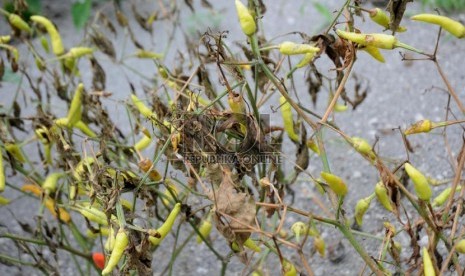 Suasana Kebun Cabai yang tertutup abu vulkanik di Desa Kepung