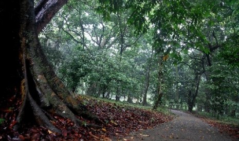 Suasana Kebun Raya Bogor.