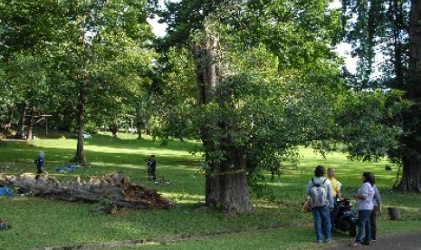 Suasana Kebun Raya Bogor.