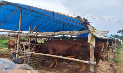 DKPP Kota Kediri: Puluhan Ekor Sapi Sembuh dari PMK (ilustrasi).