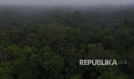  Suasana pagi hari di Hutan Lembah Klaso, kampung Sbaga, Klaso, Sorong, Papua Barat Kamis (9/11). Luasan hutan Papua (Papua dan Papua Barat) yang merupakan hutan terluas di Asia tenggara kini sedang menghadapi ancaman dengan banyaknya investasi perkebunan kelapa sawit.