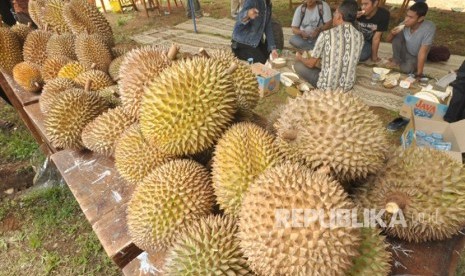 Musim durian. (Ilustrasi)