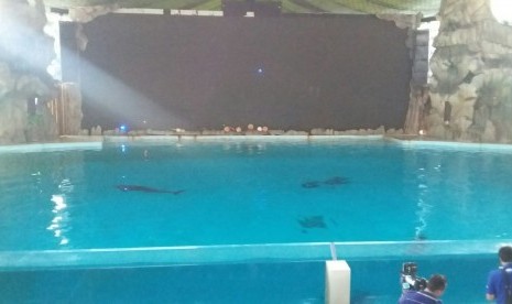 Suasana pengamatan perilaku lumba-lumba selama gerhana di Ocean Dream Samudra Ancol, Rabu (9/3).