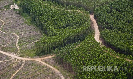 Lahan gambut bagian upaya menyelamatkan lingkunga. Ilustrasi hutan gambut.