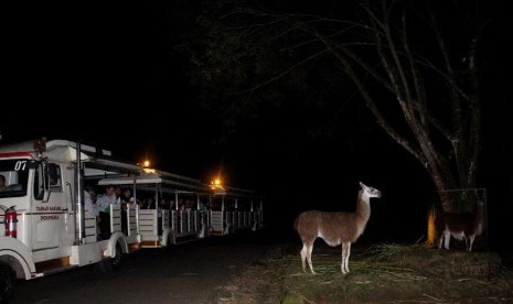 Suasana Safari Malam di Taman Safari Indonesia Cisarua, Bogor, Jawa Barat. Program Safari Malam akan berlangsung mulai 22 April hingga 30 April 2023. 