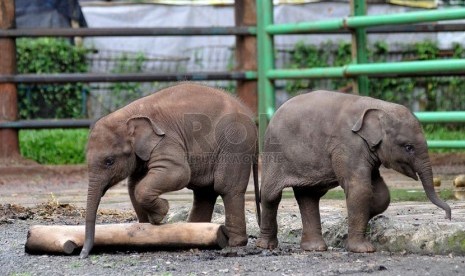  Suasana Taman Margasatwa Ragunan (TMR) saat diberlakukan hari libur Satwa Jakarta, Senin (3/2). (Republika/Prayogi)