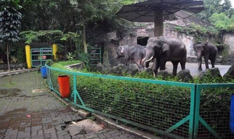  Suasana Taman Margasatwa Ragunan (TMR) saat diberlakukan hari libur Satwa Jakarta, Senin (3/2). (Republika/Prayogi)