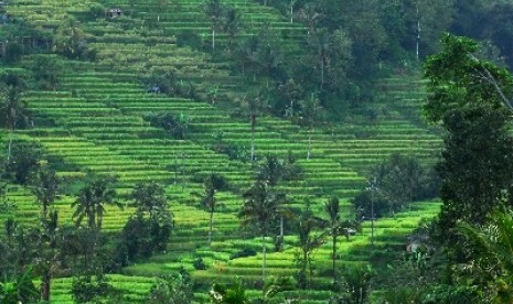 Subak di kawasan Tabanan, Bali.