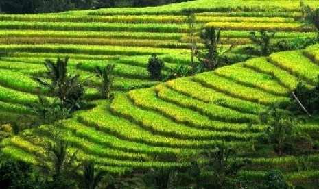 Subak di Tabanan, Bali (ilustrasi). Menteri Pariwisata dan Ekonomi Kreatif (Menparekraf) Sandiaga Uno menyatakan keberadaan sistem Subak di Bali telah memberikan dampak yang luas, termasuk di sektor pariwisata dan ekonomi kreatif (parekraf).