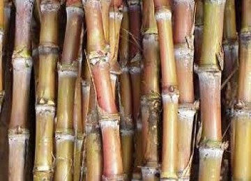 Sugar cane (illustration)