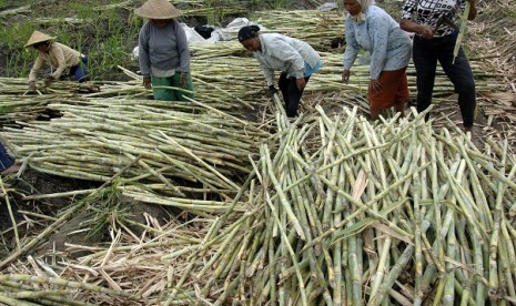 Sugarcane harvest (illustration)  