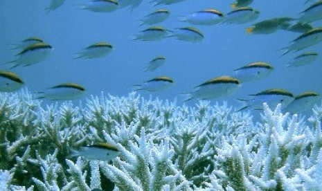 Suhu yang hangat membuat ikan sulit berenang dan sulit istirahat.