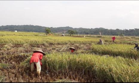 Sukabumi siap panen raya jagung dan padi. Pemkab Sukabumi dan Pemprov Jawa Barat menggencarkan gerakan penanaman penangkaran benih jagung hibrida varietas NASA 29. Langkah tersebut untuk memperkuat ketahanan pangan di tengah masyarakat dengan adanya benih jagung yang bermutu.