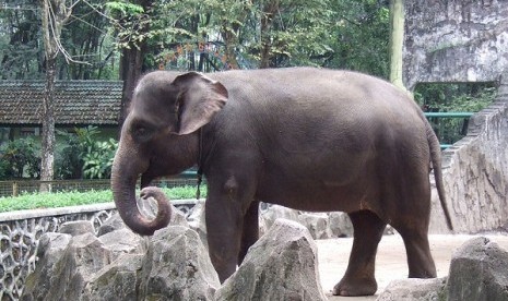 Sumatran elephant (illustration)