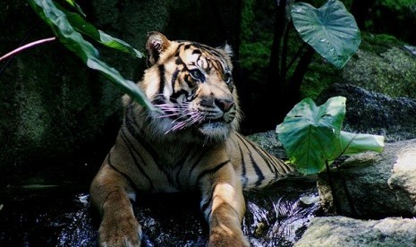 Sumatran Tiger (illustration)  