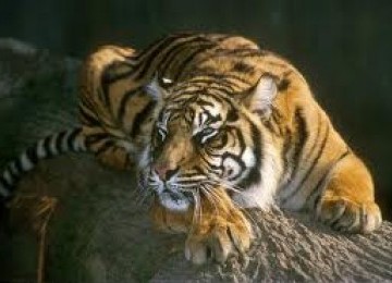 Sumatran tiger or Panthera tigris sumatrae (file photo)