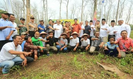 Susasana panen kacang di Bojonegoro.