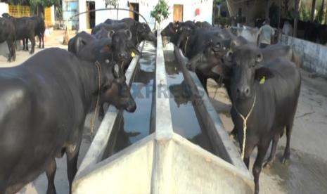 Susu segar biasanya dihasilkan dari sapi perah atau kambing perah. Namun, di Indonesia, kerbau juga bisa dihasilkan susunya yang kemudian diolah menjadi berbagai penganan enak dan bergizi. Contohnya, seperti kuliner Dangke di Kabupaten Enrekang Sulawesi Selatan, Dadih di Sumatera Barat dan Dali Ni Horbo atau Roti Batak di Sumatera Utara dan Permen Susu di NTB.