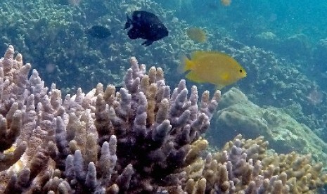 Taman Bawah Laut Pahawang