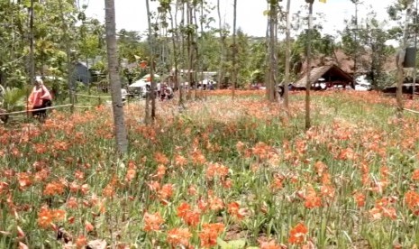 Taman Bunga Amarilis di Desa Salam, Kecamatan Patuk, Kabupaten Gunung Kidul 