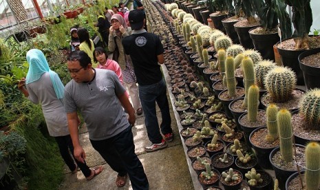 Pengunjung mengamati koleksi tanaman kaktus di taman kaktus Kebun Raya Cibodas, Jawa Barat, Sabtu, (3/9). Pelaku wisata di Cianjur, Jawa Barat, optimistis angka kunjungan kembali meningkat pada akhir tahun, meski musim hujan mencapai puncaknya pada Desember 2021. 