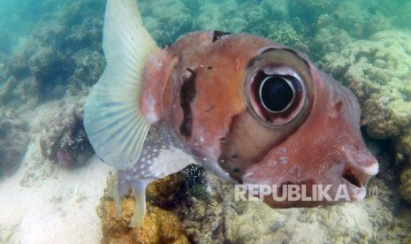   Taman Laut Bunaken, Kota Manado, Provinsi Sulawesi Utara.