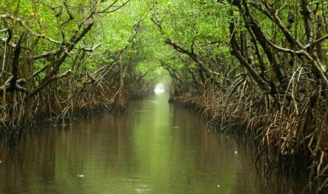 Taman Nasional Everglades, Florida.