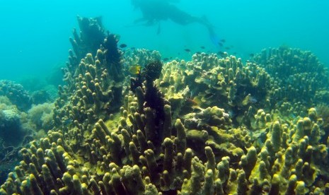 Taman Nasional Taka Bonerate merupakan pulau karang terbesar di Asia Tenggara sekaligus terbesar ketiga di dunia setelah Kwajalein di Kepulauan Marshall dan Atol Suvadiva di Maladewa.