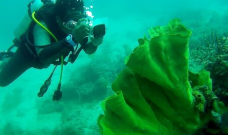 Taman Nasional Taka Bonerate merupakan pulau karang terbesar di Asia Tenggara sekaligus terbesar ketiga di dunia setelah Kwajalein di Kepulauan Marshall dan Atol Suvadiva di Maladewa.