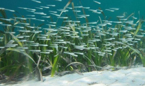 Taman rumput laut berfungsi sebagai habitat bibit ikan, siklus nutrisi, stabilisasi pantai serta mencegah erosi. Rumput laut juga menyerap dan menyimpan karbon lebih cepat daripada hutan tropis. 