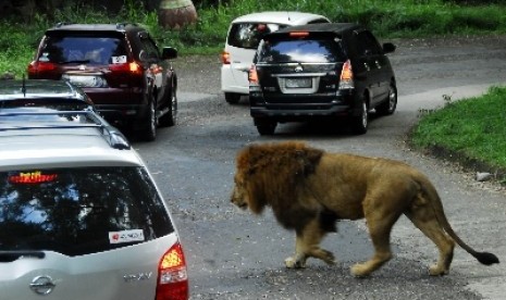 Taman Safari Indonesia, (ilustrasi). Objek wisata nasional Taman Safari Indonesia (TSI) Cisarua, Kabupaten Bogor, Jawa Barat (Jabar), menggelar program Ramadhan di Kampung Karavan, yang diadakan sepanjang Ramadhan 1442 Hijriah. 