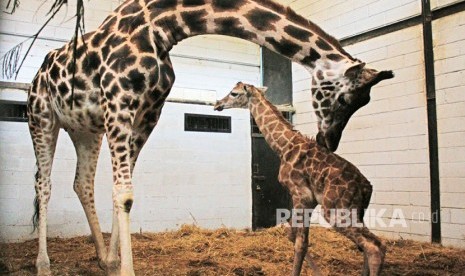 Taman Safari Indonesia (TSI), Cisarua, Bogor, kembali mendapat kado istimewa. Setelah kedatangan lima ekor singa putih pada akhir Januari, kini seekor bayi jerapah menambah koleksi satwa TSI. Jerapah tersebut lahir dua hari setelah imlek, tepatnya pada Ahad (18/2). 